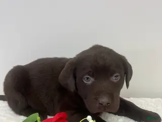 Labrador Retriever dogs Willow - Ad 23