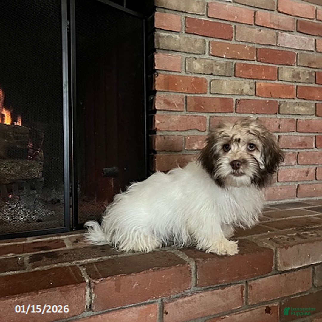 Havanese dogs for sale: Ivan - Ad 1