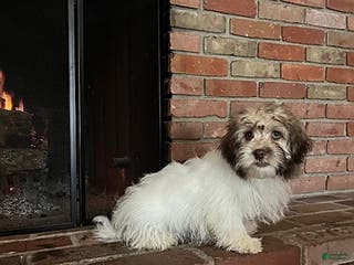 Havanese dogs Ivan - Ad 29