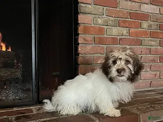 Havanese dogs Ivan - Ad 28