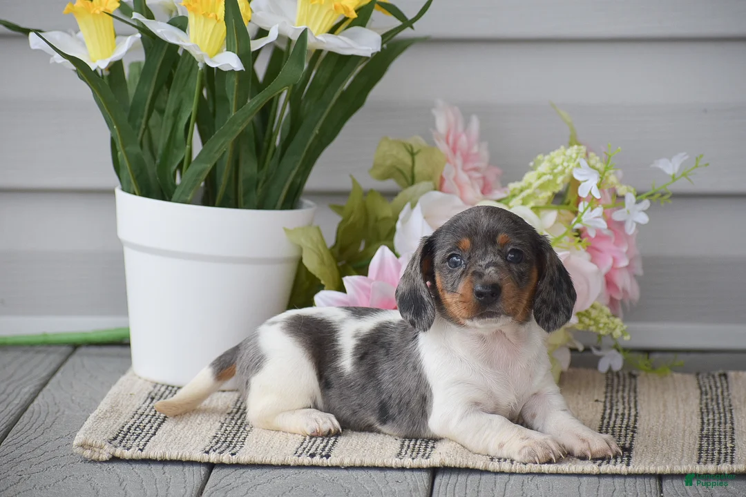Miniature Dachshund dogs for sale: Natasha - Ad 1