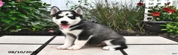 Siberian Husky dogs for sale: Skye - Ad 3