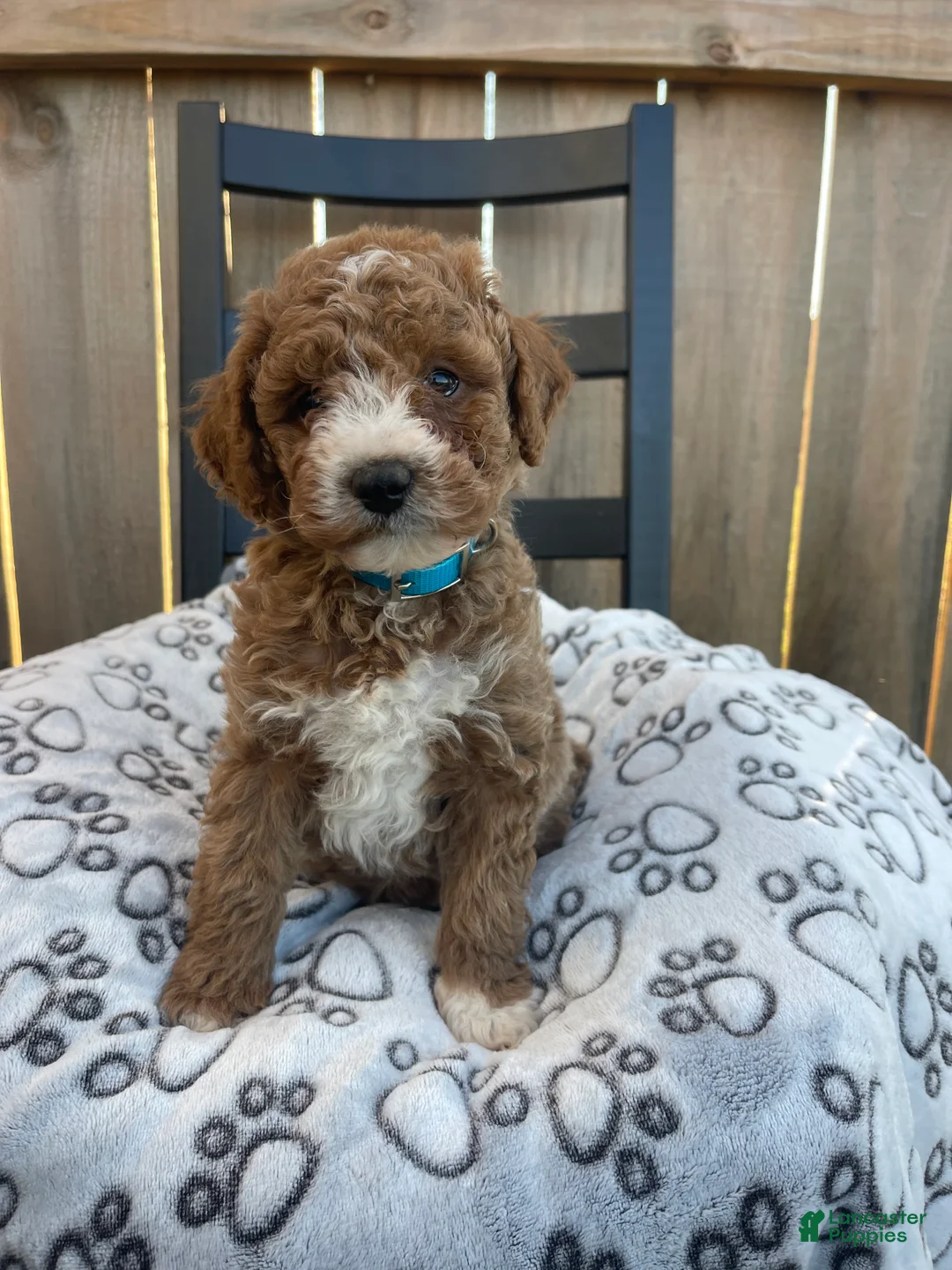 Mini Goldendoodle dogs for sale: Mini Goldendoodle Puppy 4 - Ad 6