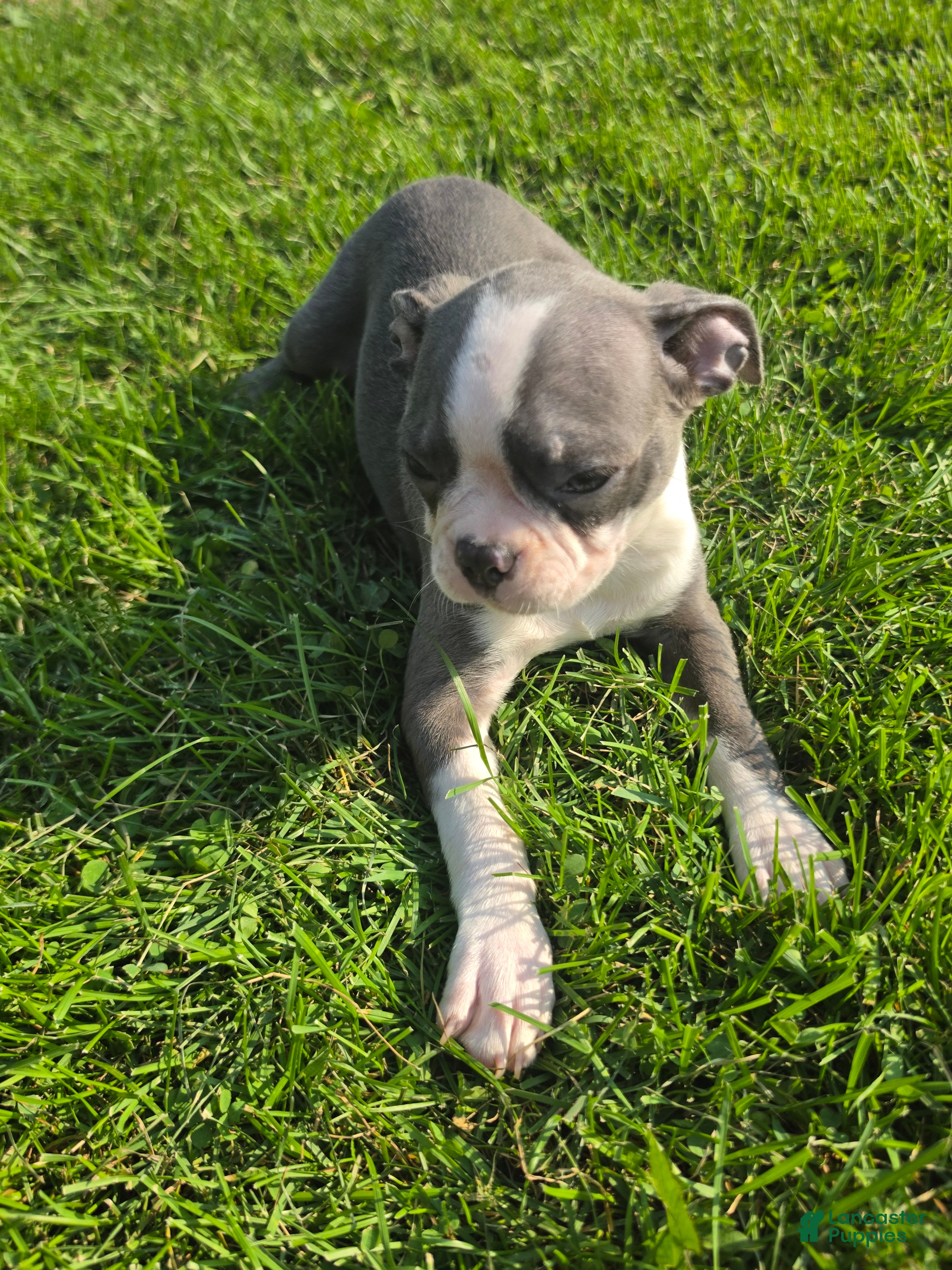 Boston Terrier dogs Boston Terrier Female 3 - Ad 39