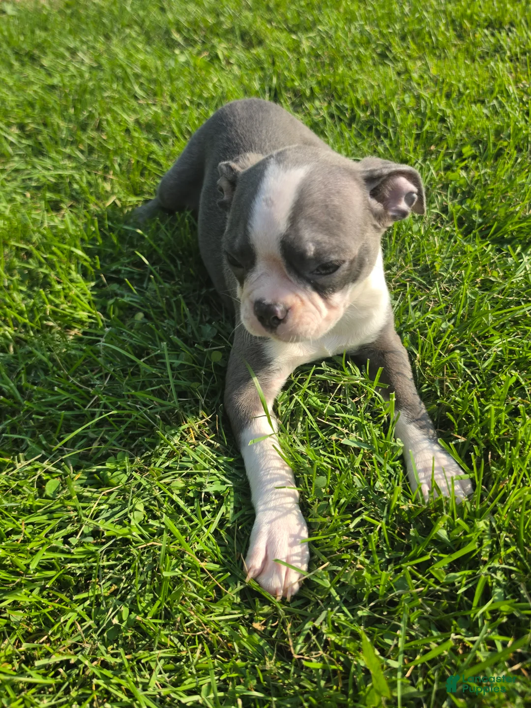 Boston Terrier dogs for sale: Boston Terrier Female 3 - Ad 1