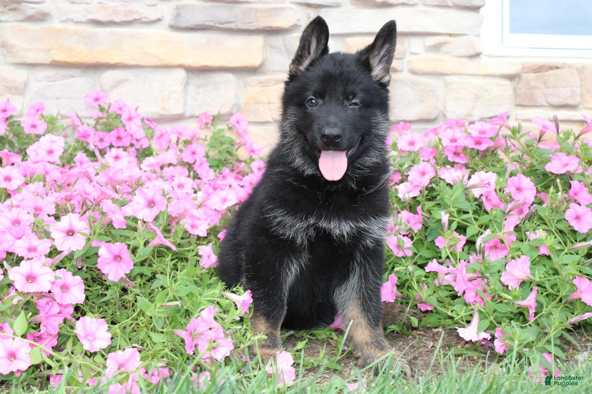 German Shepherd dogs Hudson - Ad 2
