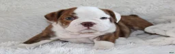 English Bulldog dogs for sale: Hudson - Ad 2