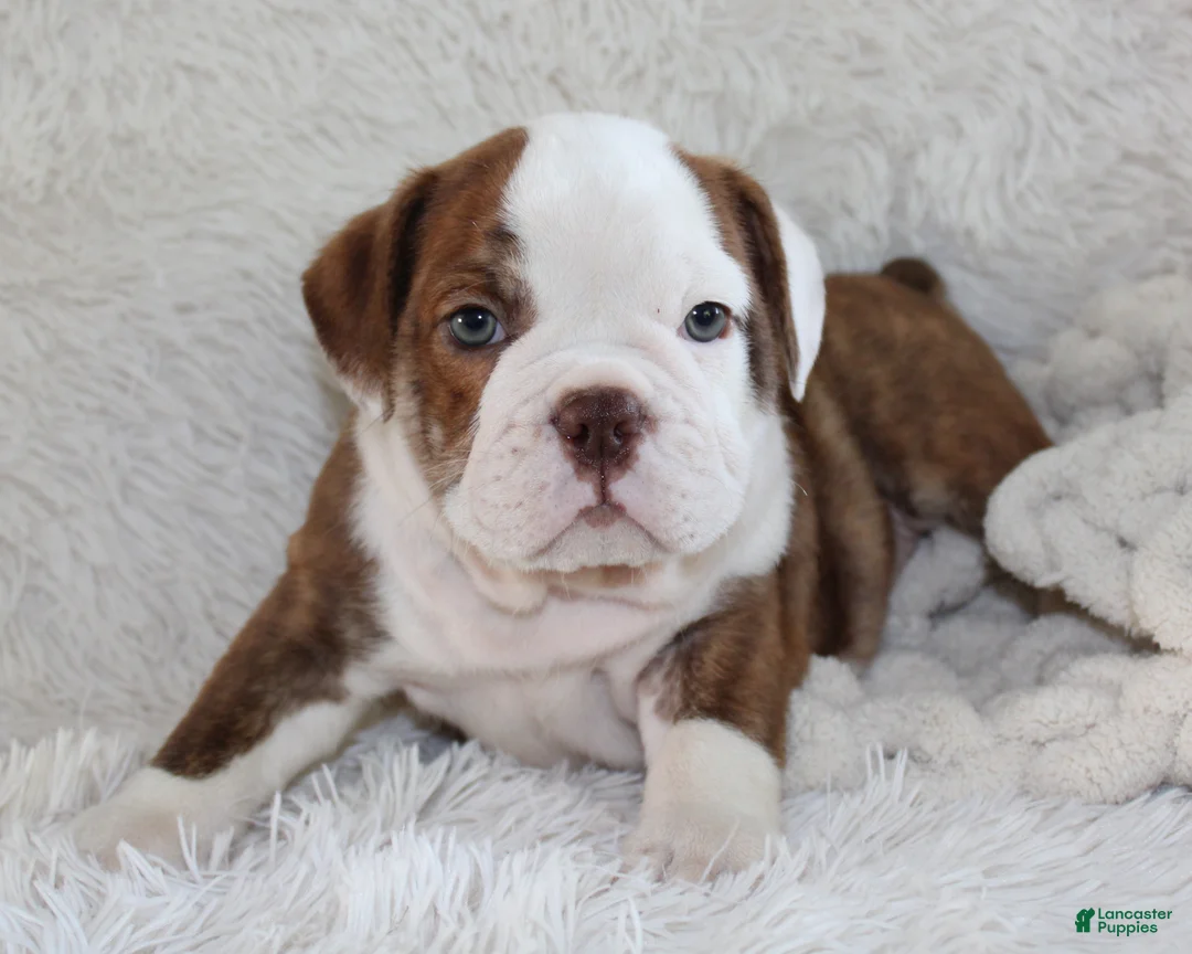 English Bulldog dogs for sale: Hudson - Ad 2