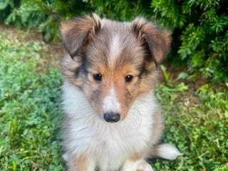Shetland Sheepdog dogs - Ad 7