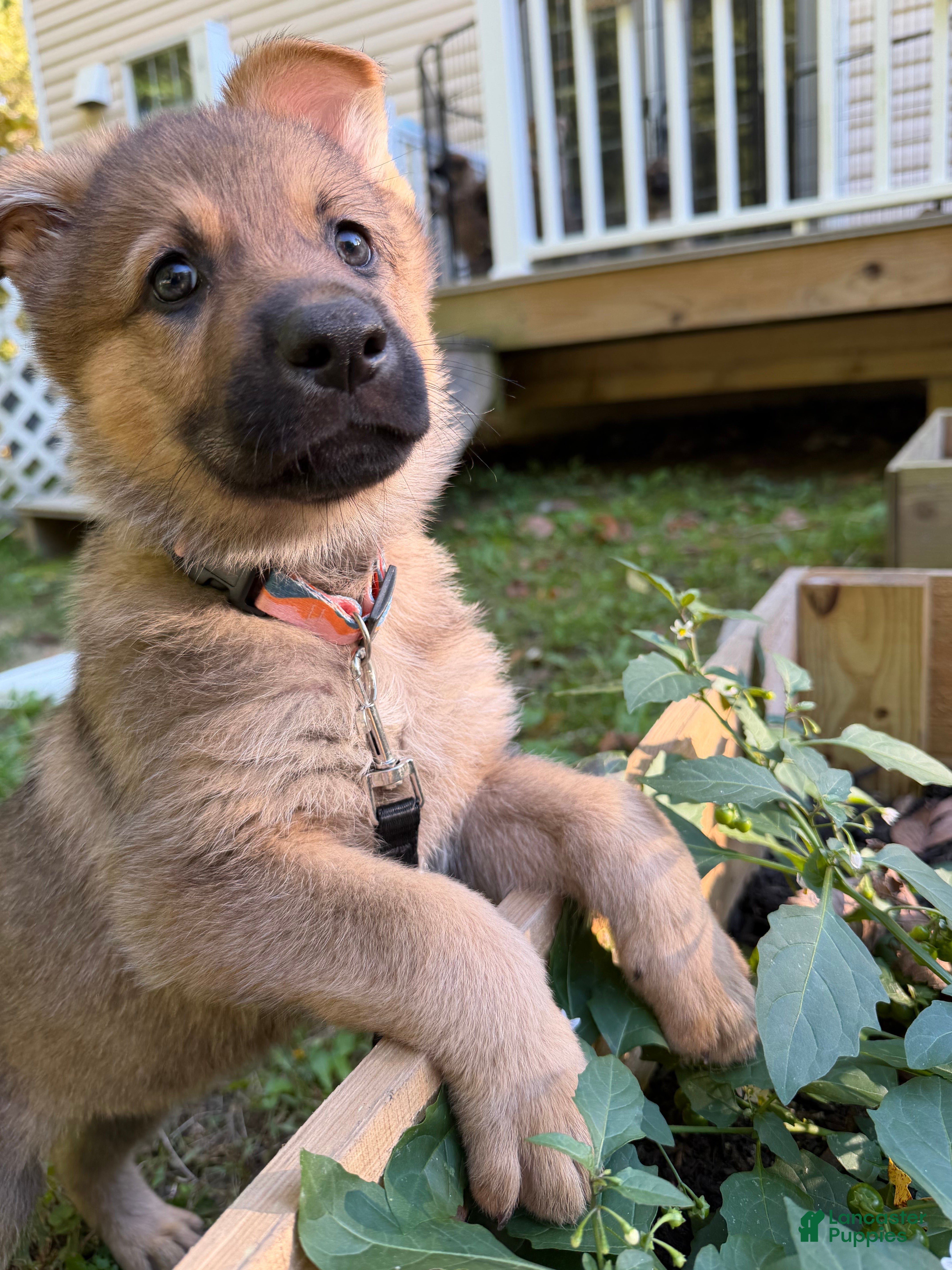 German Shepherd dogs for sale: Orange collar - Ad 3