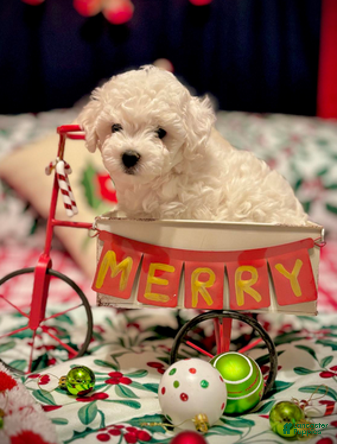 Bichon Frise dogs for sale: Benjamin - Ad 4