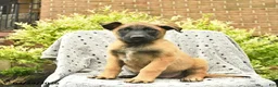Belgian Malinois dogs for sale: Theo  - Ad 3