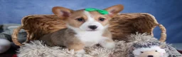Welsh Corgi Pembroke dogs for sale: Mario - Ad 16