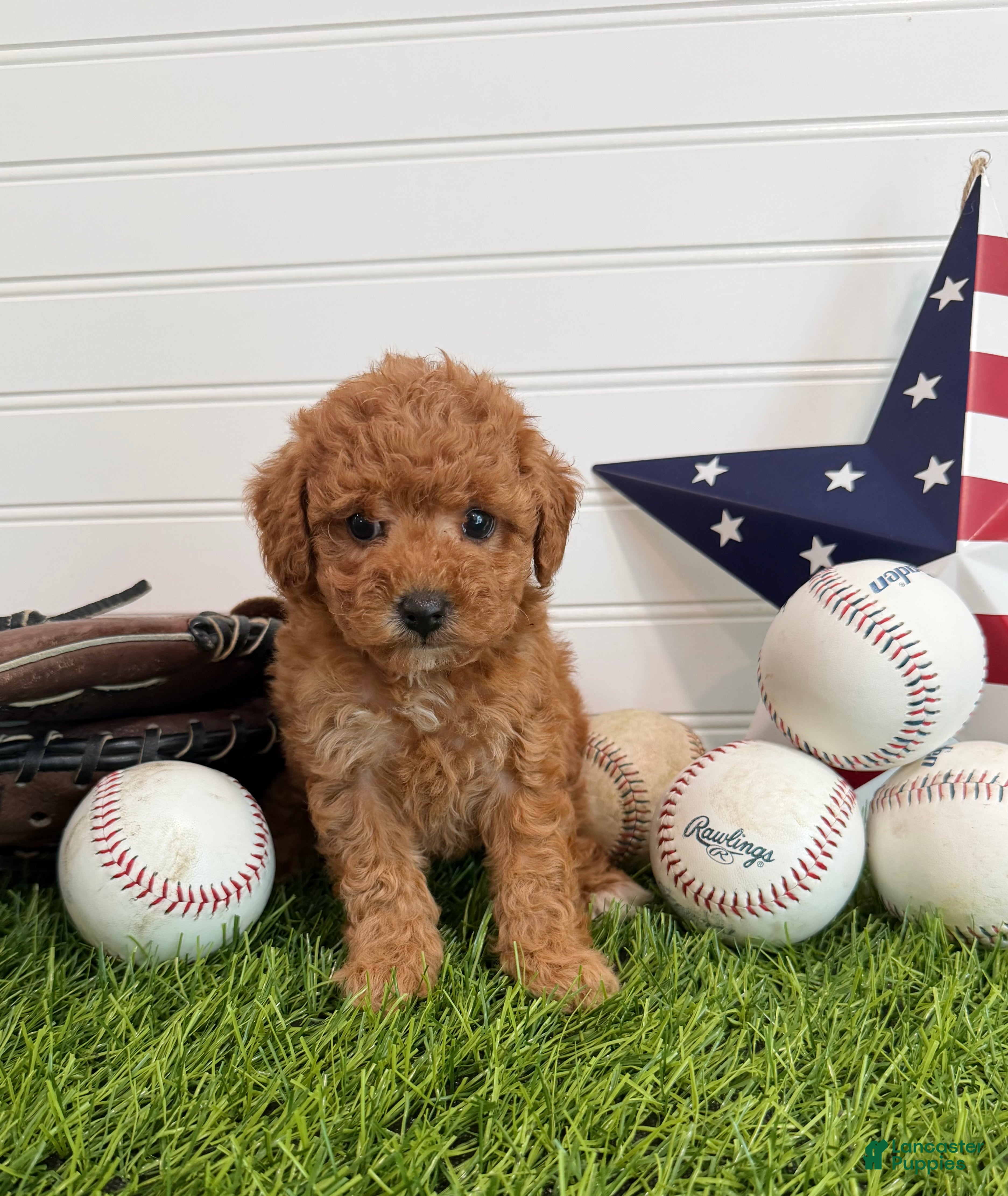 Cavapoo dogs Wrigley - Ad 2