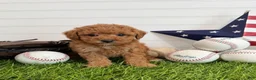 Cavapoo dogs for sale: Wrigley - Ad 2