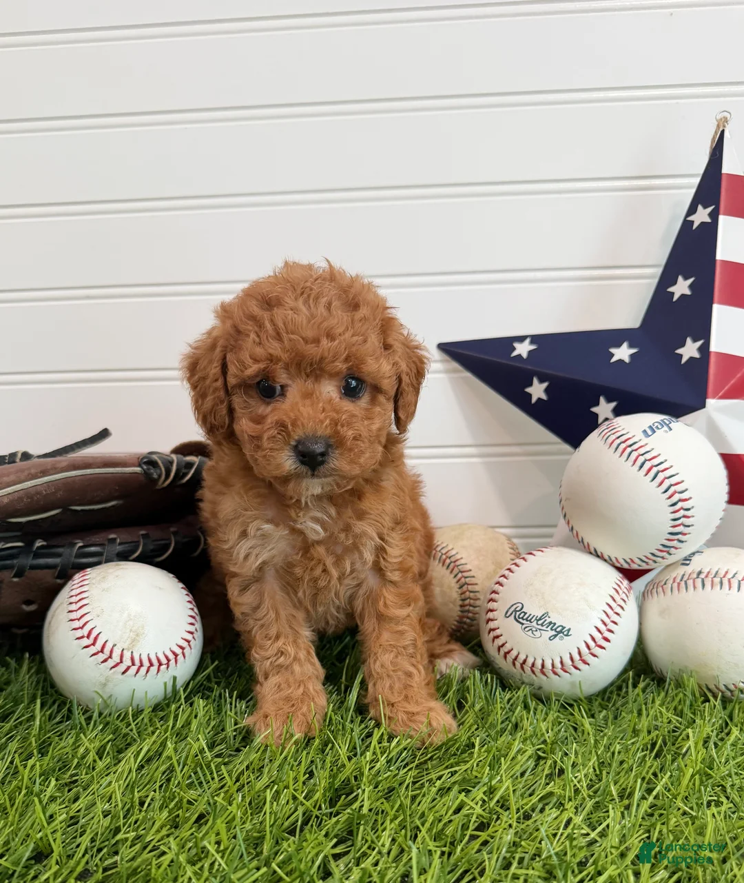 Cavapoo dogs for sale: Wrigley - Ad 2
