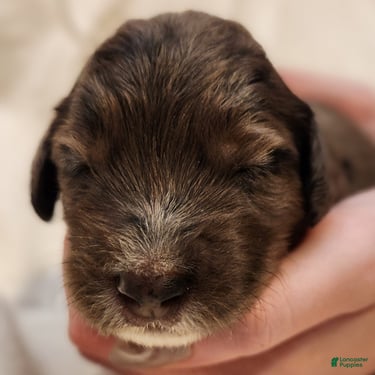 Mini Aussiedoodle dogs for sale: Daisy_Female Blue Merle - Ad 9