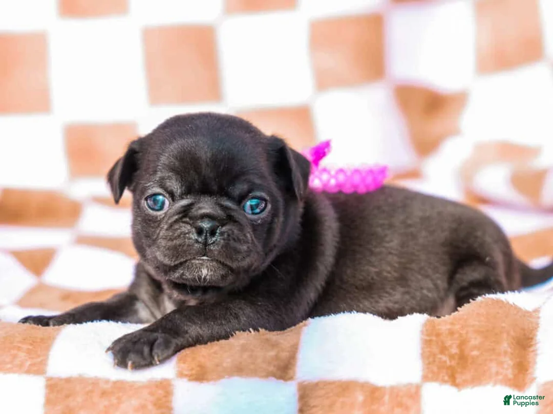 Pug dogs for sale: Emberly - Ad 2