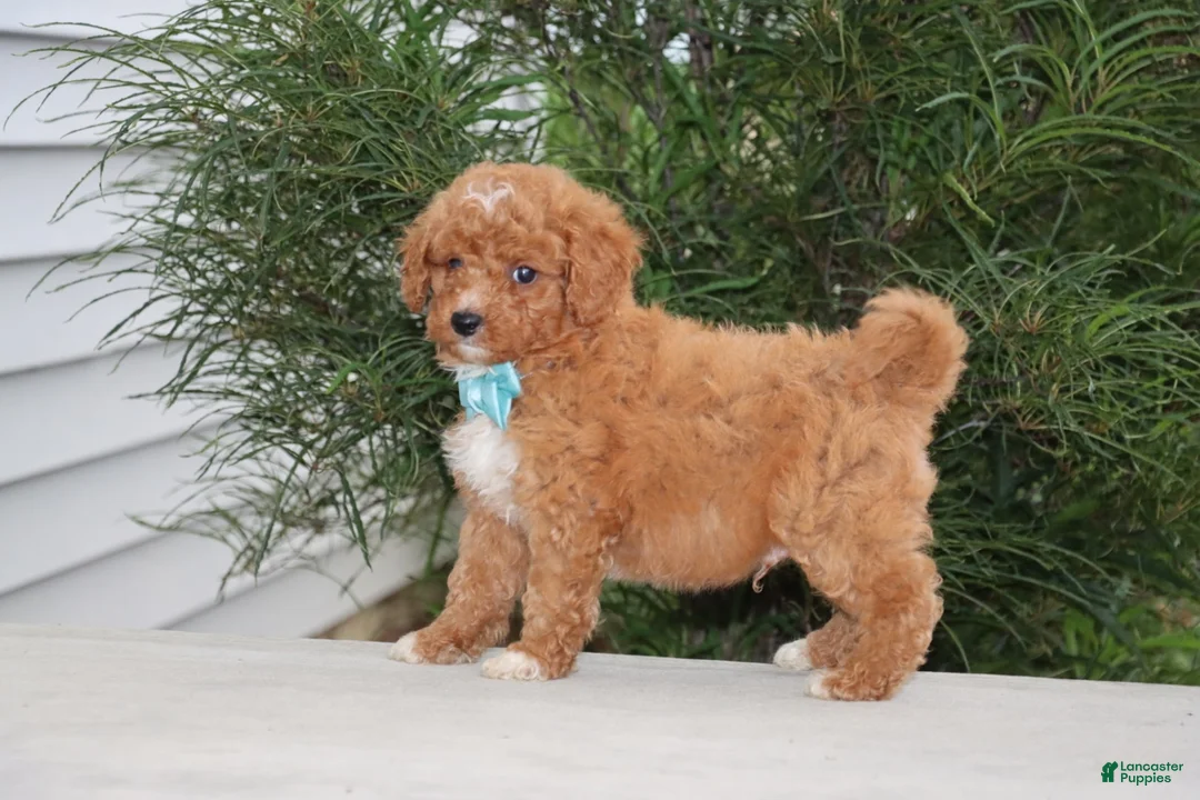 Mini Goldendoodle dogs for sale: Brody - Ad 4