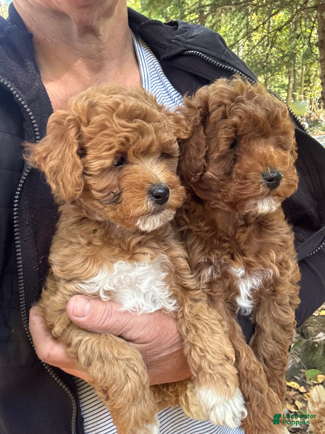 Miniature Poodle dogs for sale: Stella - Ad 10
