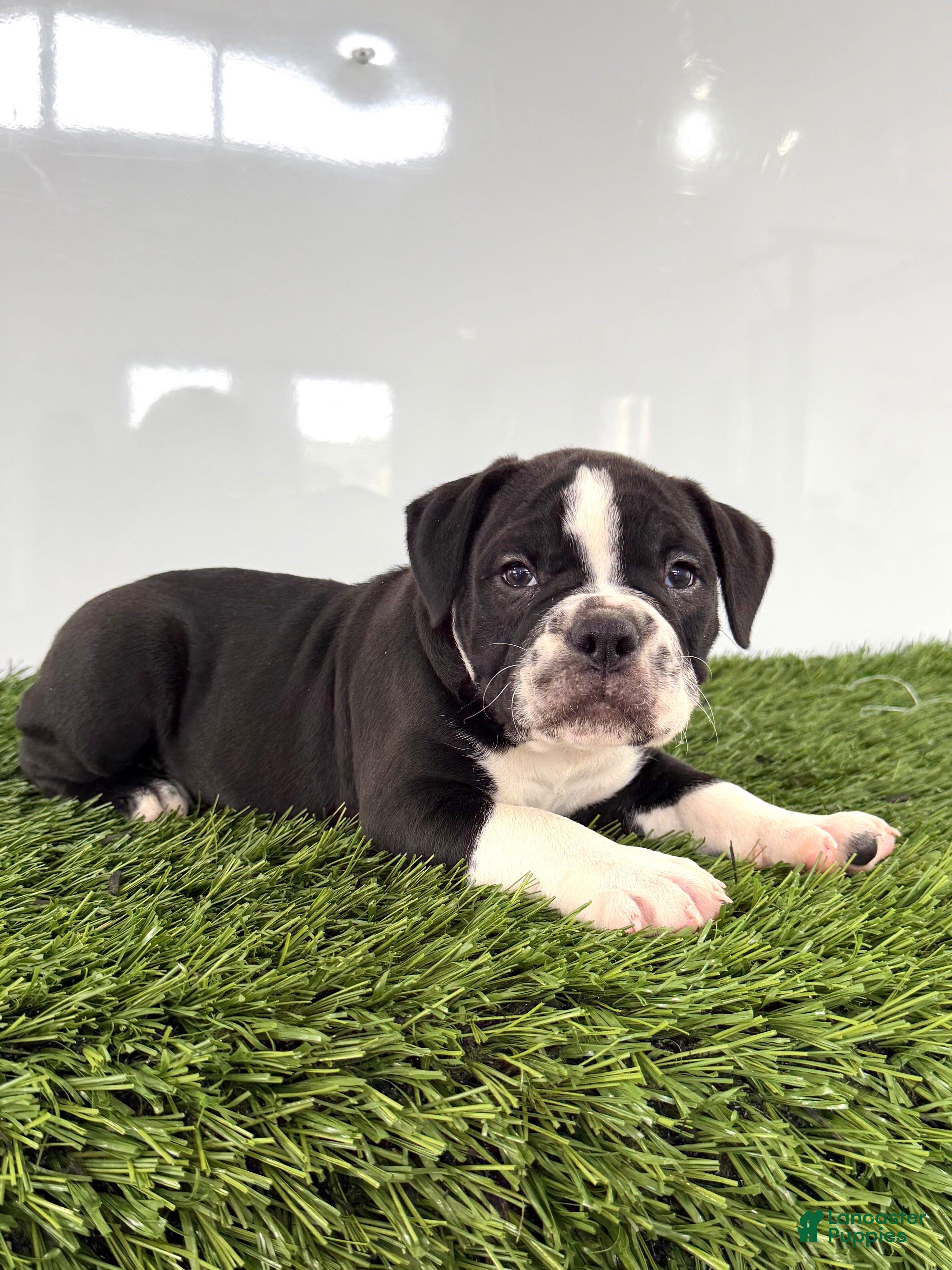 Olde English Bulldogge dogs Bentley - Ad 1