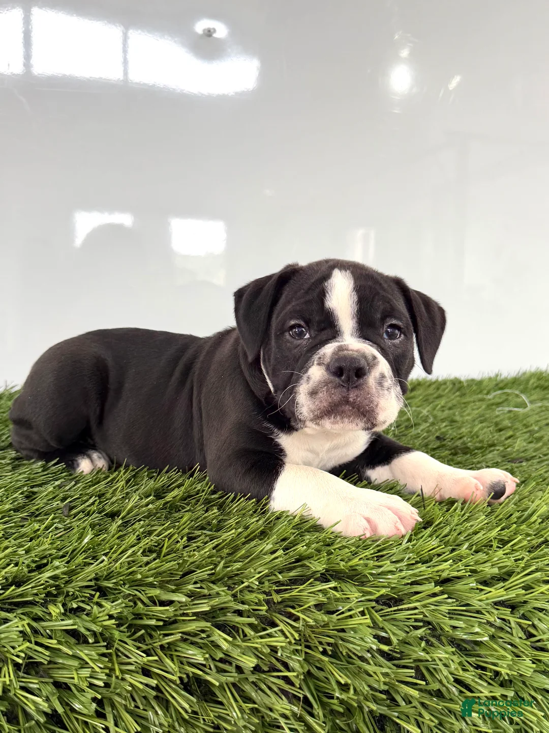 Olde English Bulldogge dogs for sale: Bentley - Ad 1