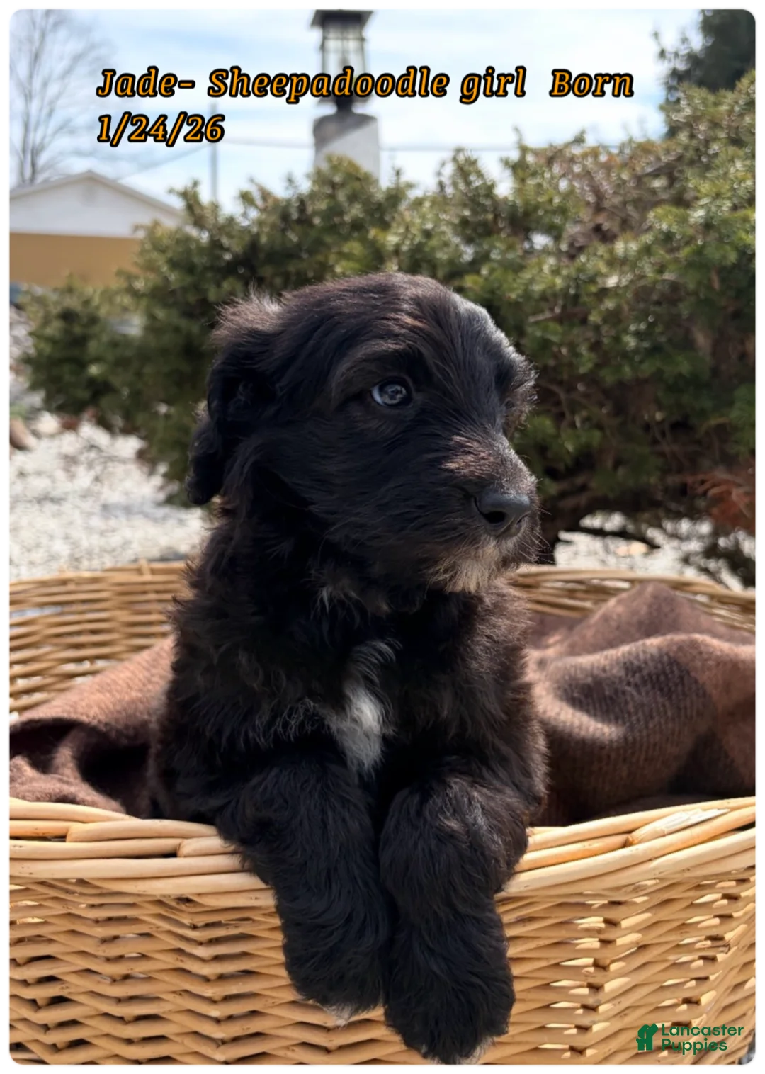 Sheepadoodle dogs for sale: Jade - Ad 2