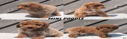 Miniature Poodle dogs for sale: Roscoe - Ad 11