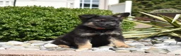 German Shepherd dogs for sale: Axel - Ad 5