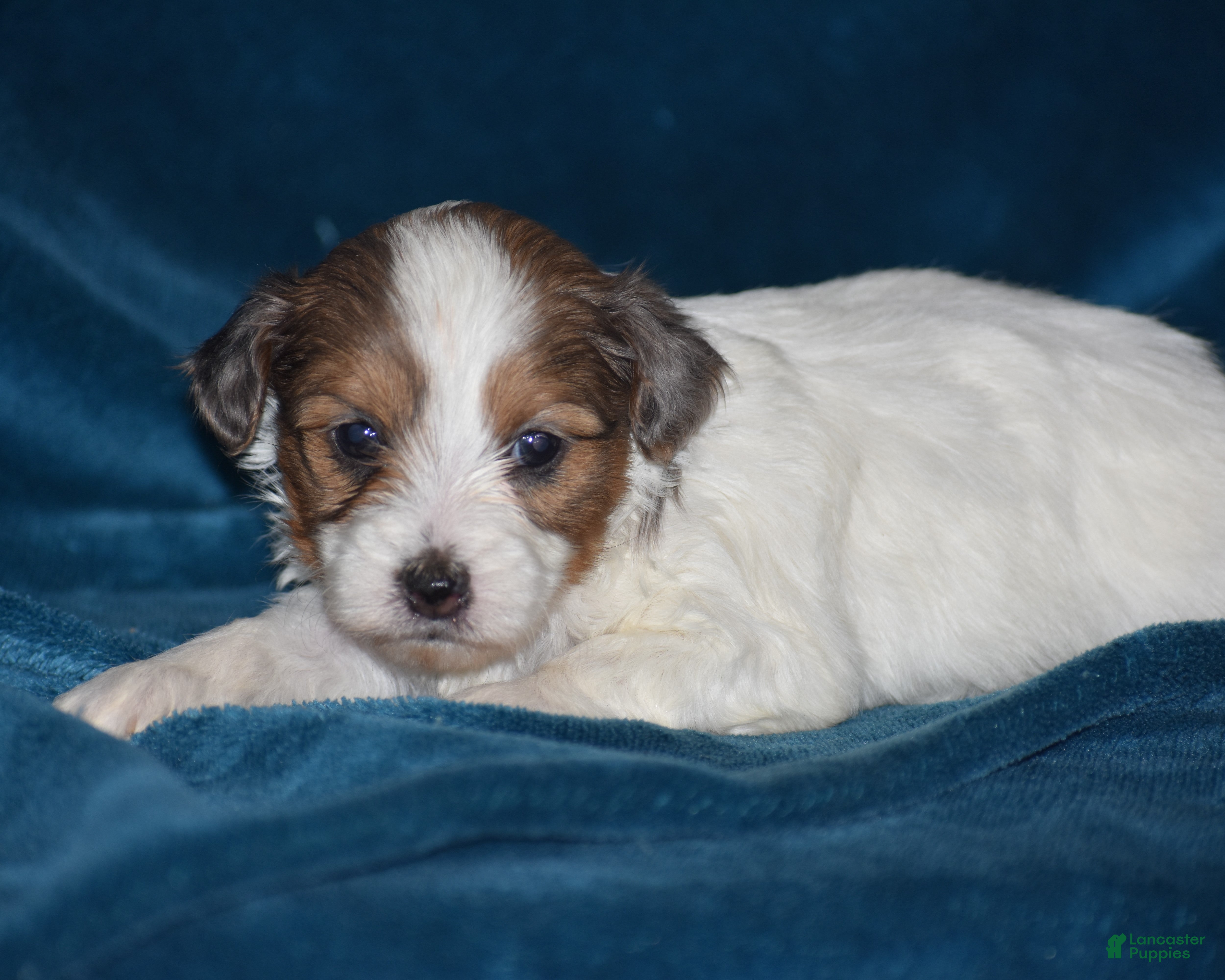 Yorkiepoo dogs Violet - Ad 1