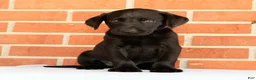 Labrador Retriever dogs for sale: Boomer - Ad 7