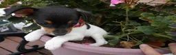 Toy Fox Terrier dogs for sale: Toy Fox Terrier 5 Daisey - Ad 3