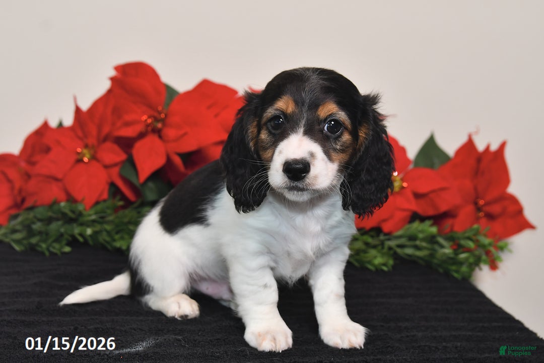 Miniature Dachshund dogs for sale: Benny - Ad 4