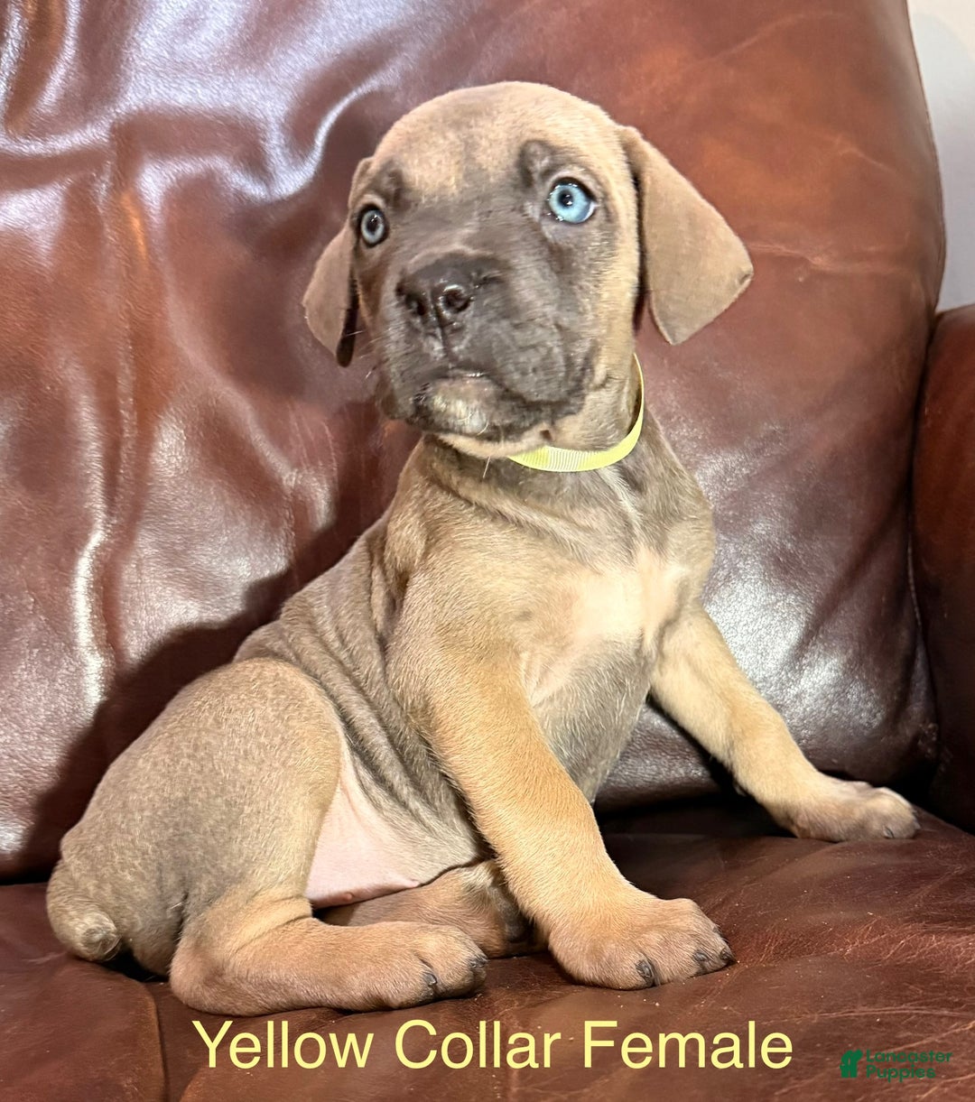 Cane Corso dogs for sale: Yellow Collar F Cane Corso Puppy  - Ad 3