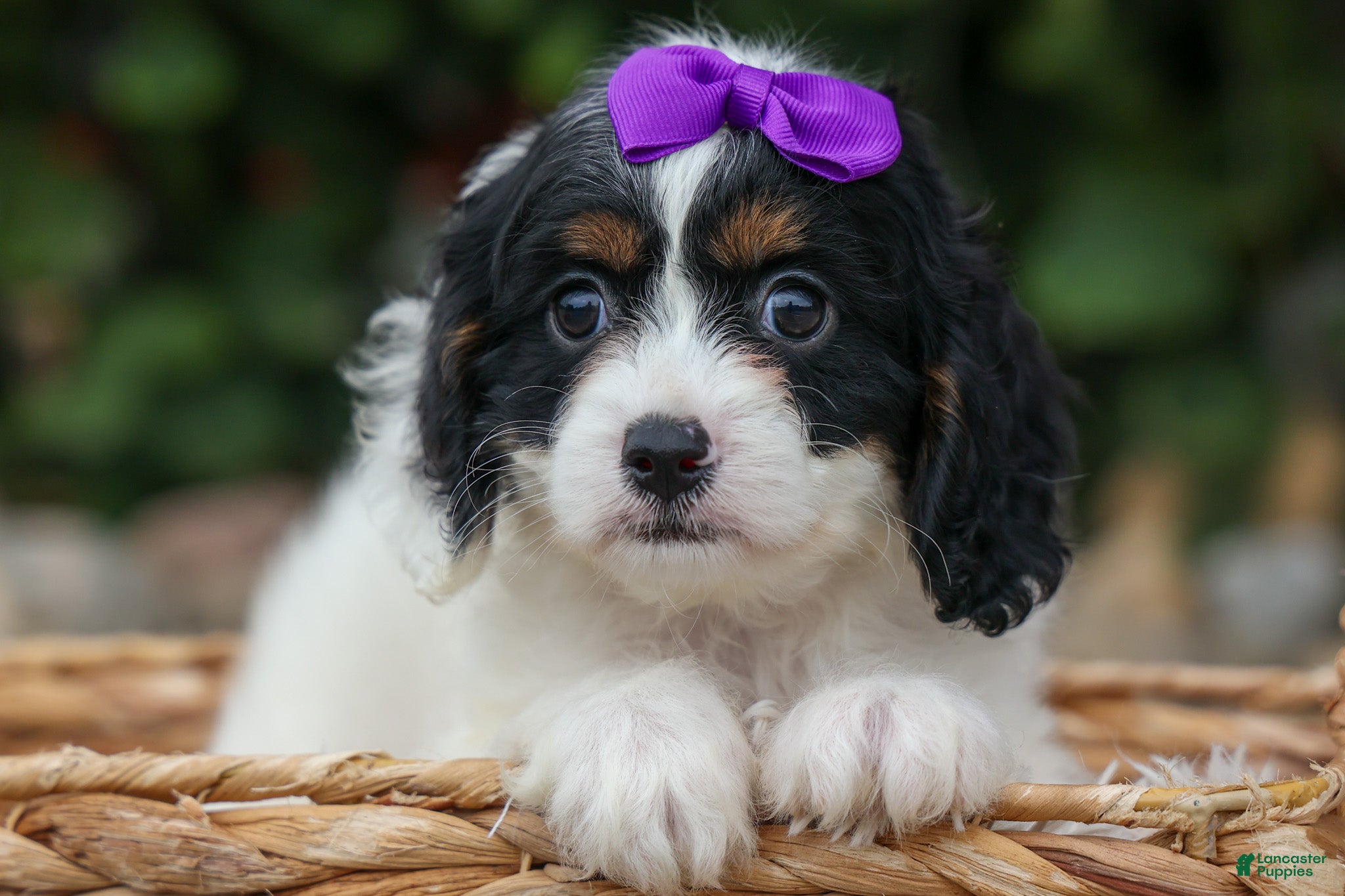 Cavapoo dogs Priscilla🌸 - Ad 1