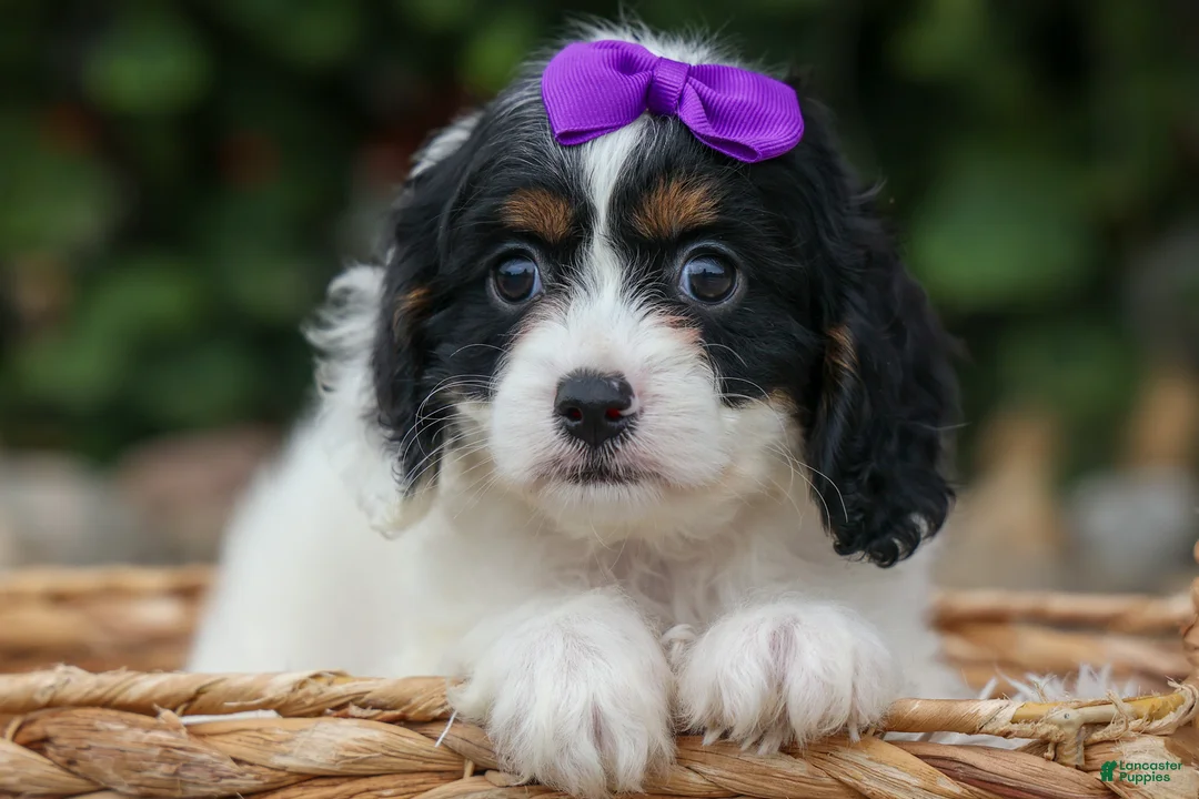 Cavapoo dogs for sale: Priscilla🌸 - Ad 1