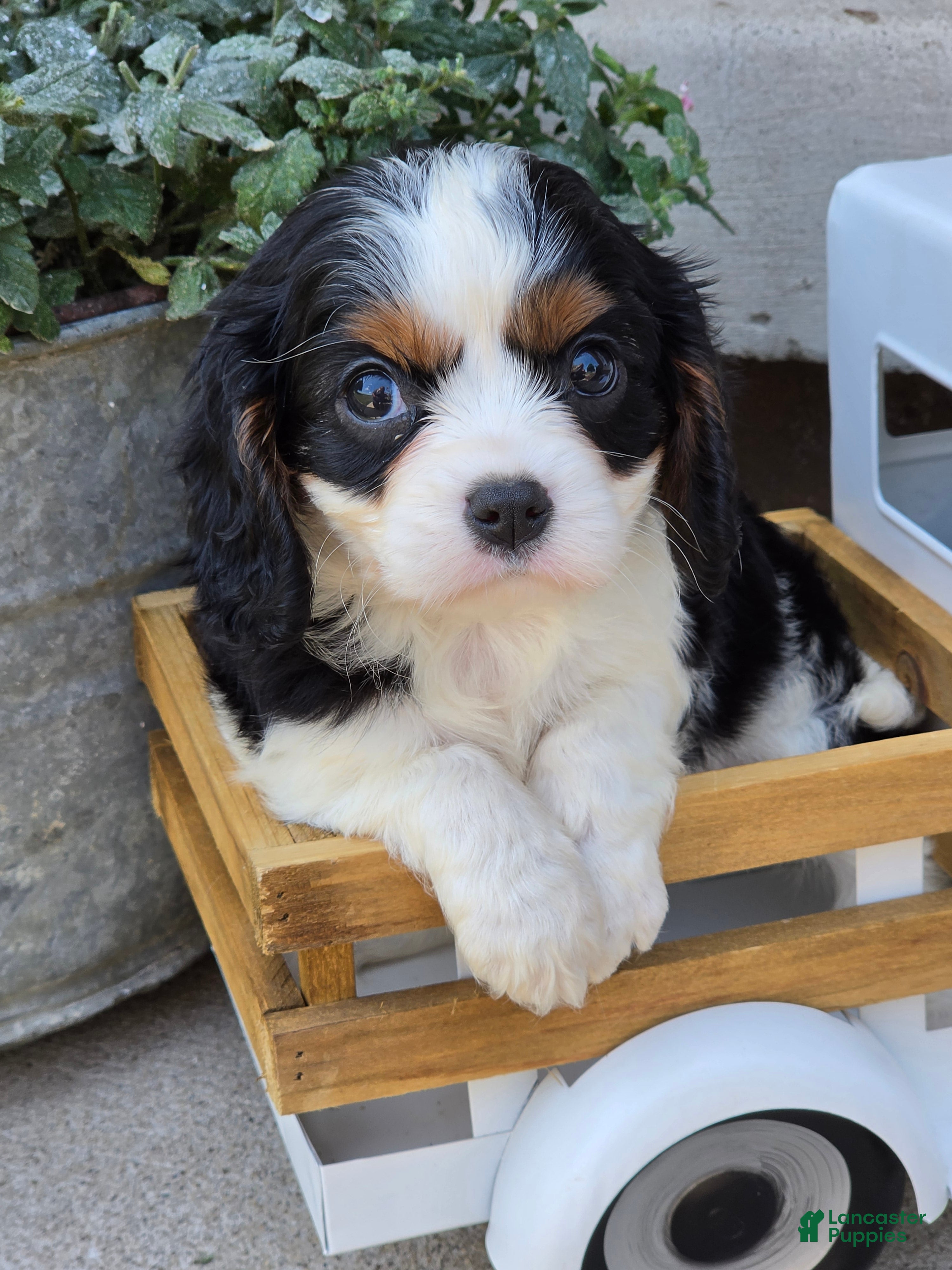 Cavalier King Charles Spaniel dogs Gracie - Ad 1