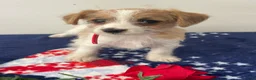 Jackapoo dogs for sale: Jared - Ad 3