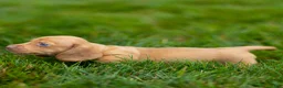 Miniature Dachshund dogs for sale: Mylan Miniature Dachshund  - Ad 12