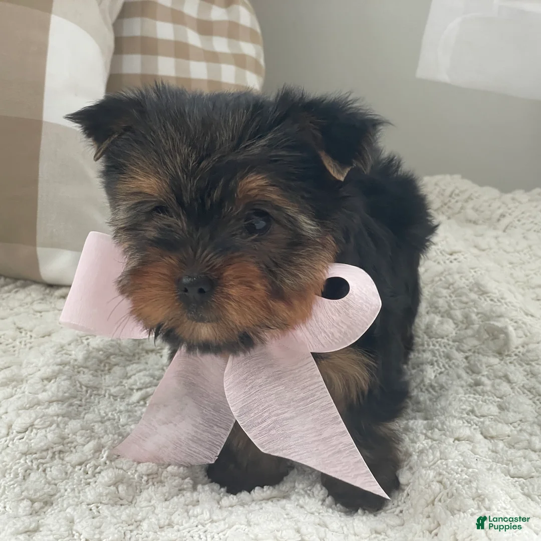 Yorkshire Terrier dogs for sale: Freya - Ad 15
