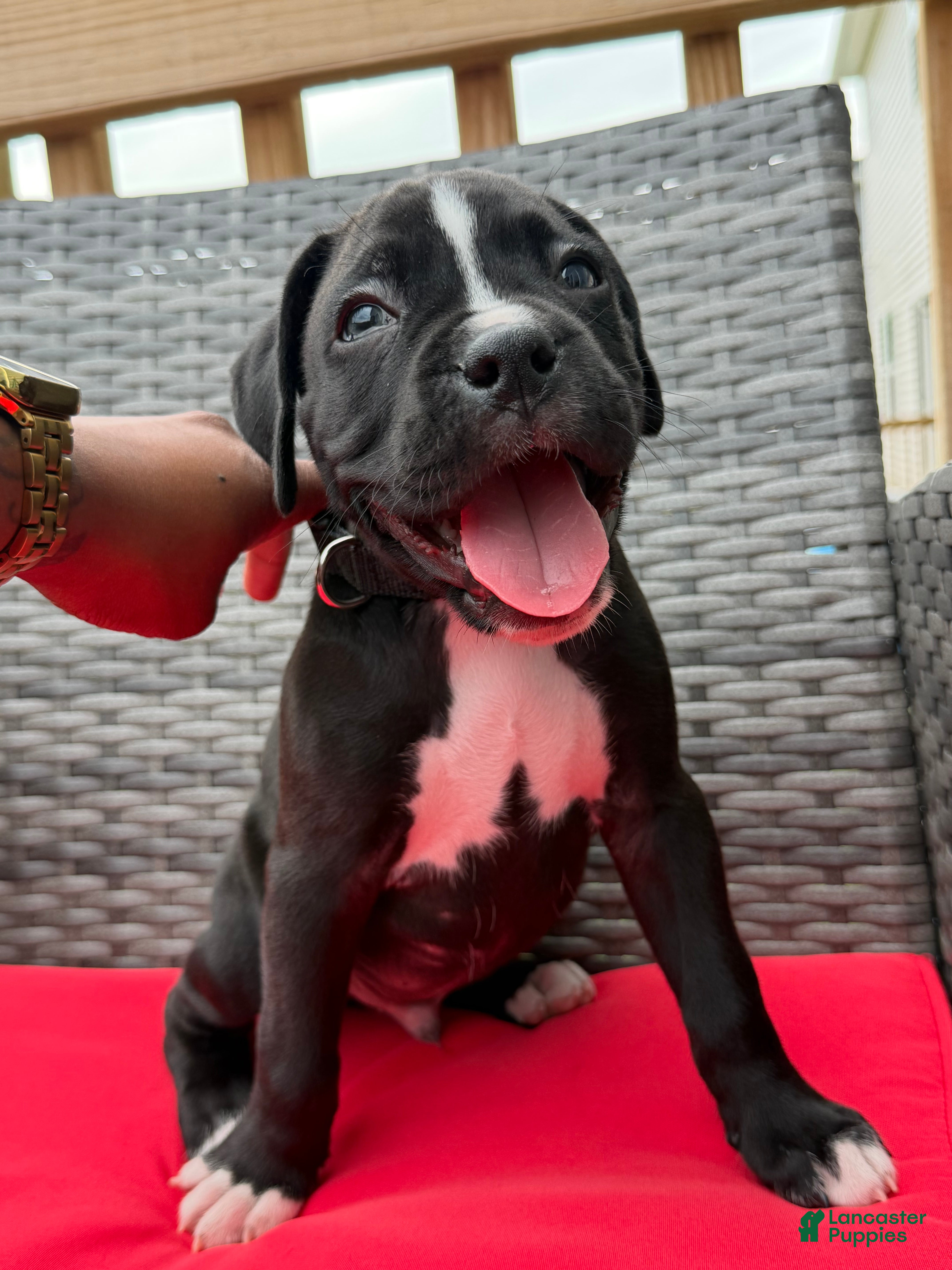 Boxer dogs Bruno (currently) - Ad 1