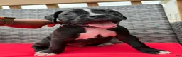 Boxer dogs for sale: Bruno (currently) - Ad 1