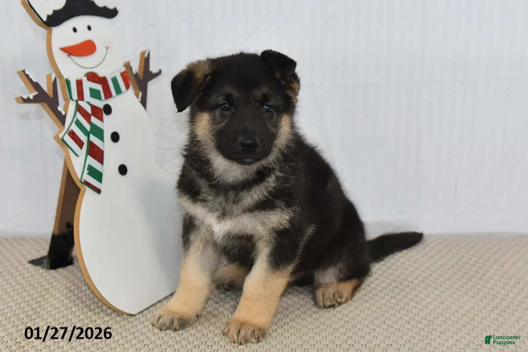 German Shepherd dogs for sale: Cody - Ad 2