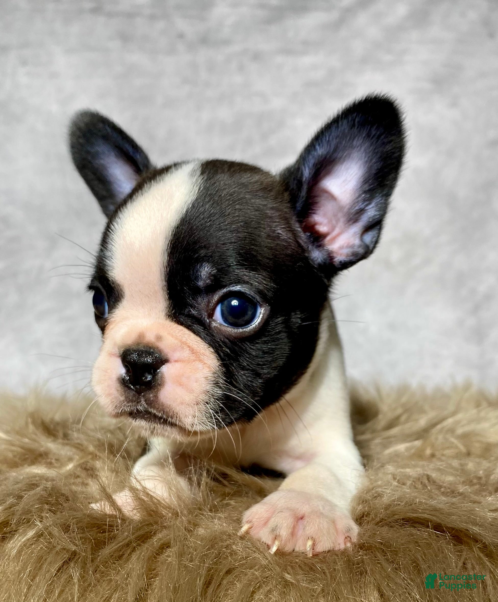Mixed Breed dogs Mr. Teddy - Ad 2