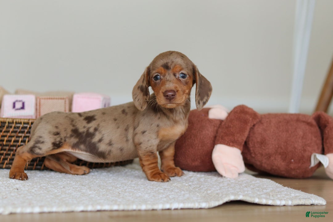 Miniature Dachshund dogs for sale: Bella - Ad 4