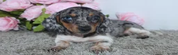 Miniature Dachshund dogs for sale: Jubilee - Ad 3