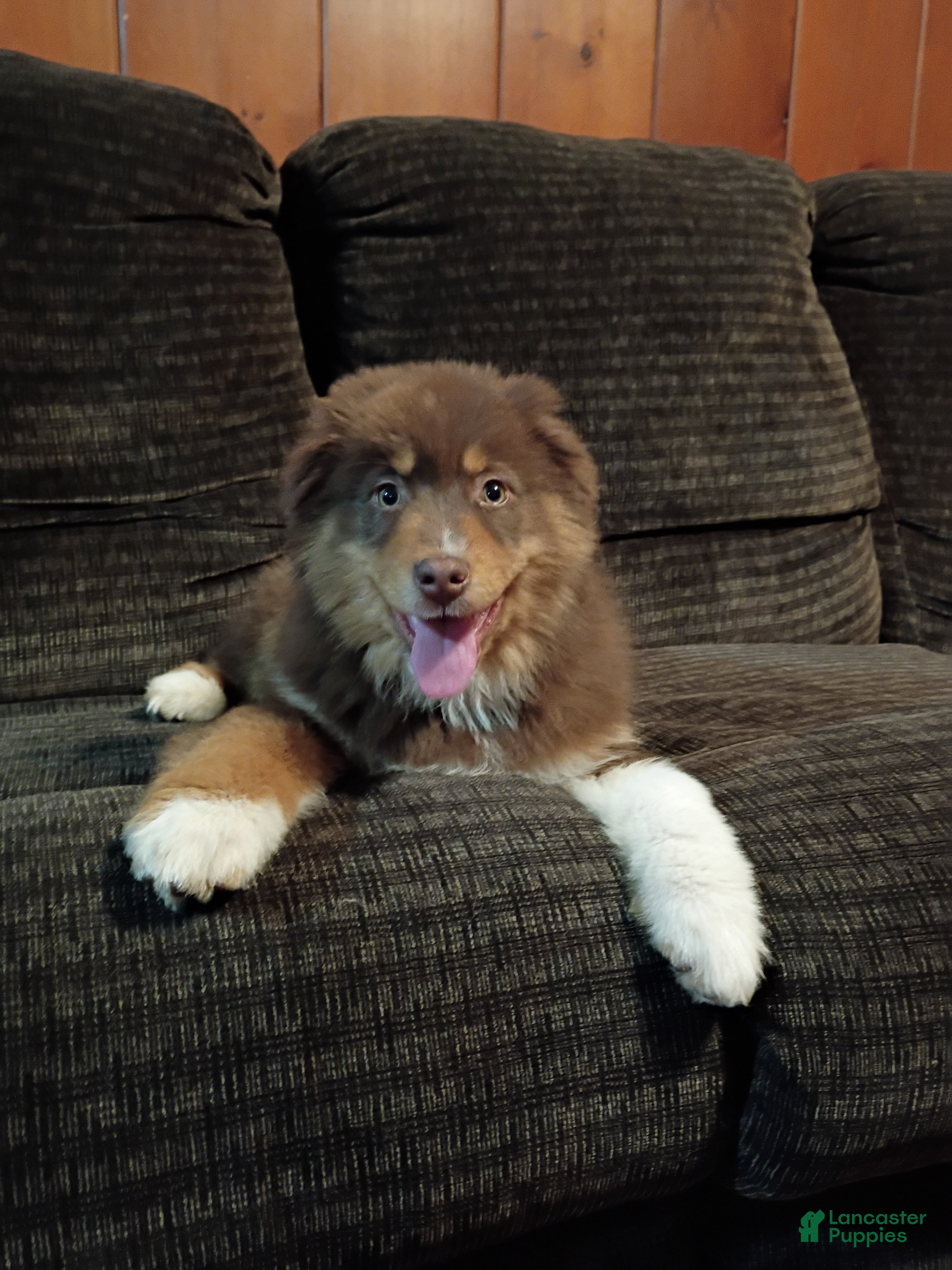 Australian Shepherd dogs Maverick - Ad 1