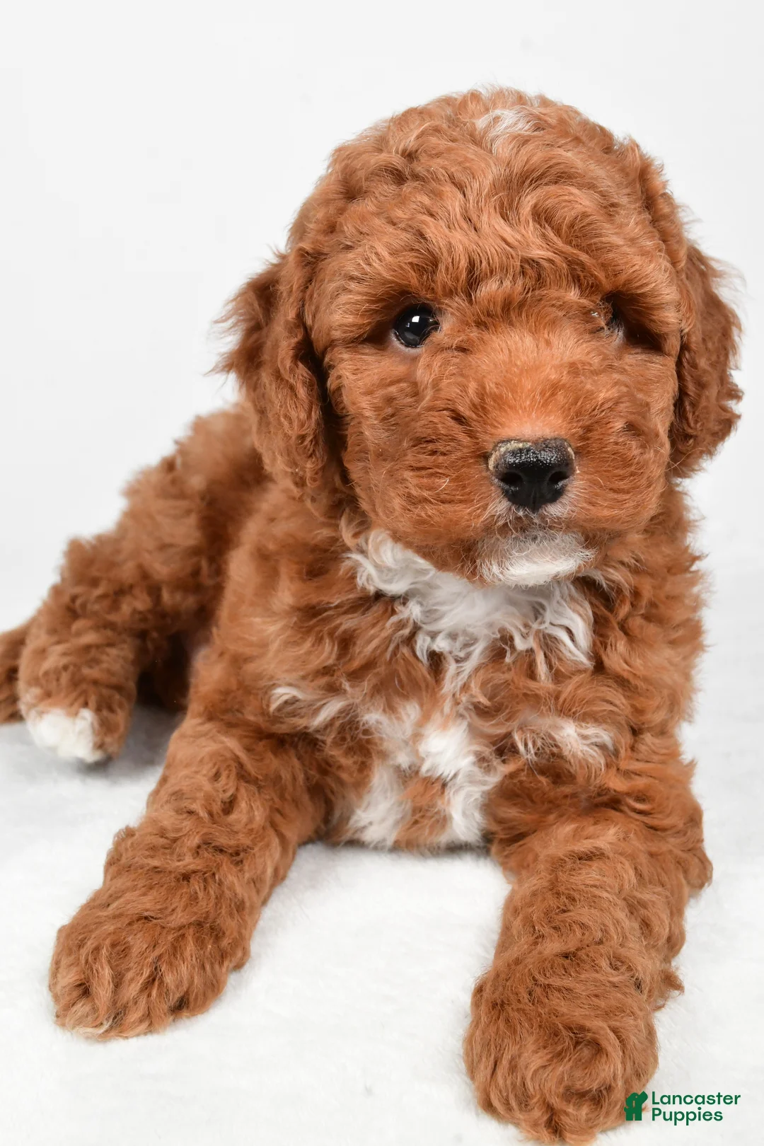 Miniature Poodle dogs for sale: Ranger - Ad 3