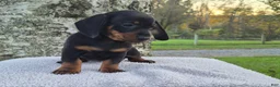 Miniature Dachshund dogs for sale: Remy  - Ad 10