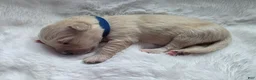 Golden Retriever dogs for sale: Baby boy Dark blue - Ad 2